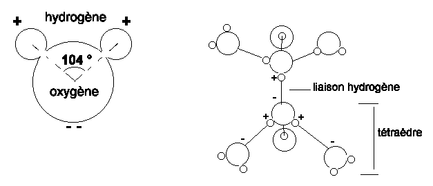 Figure 1: Structure et arrangement des molécules d'eau