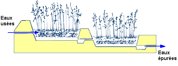 Figure 16: Principe d'une station à filtres plantés de roseaux