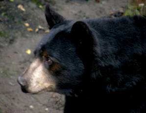 L'ours noir…imprévisible