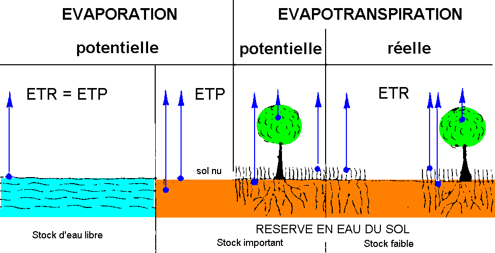 Figure 3: Evaporation et évapotranspiration potentielle et réelle
