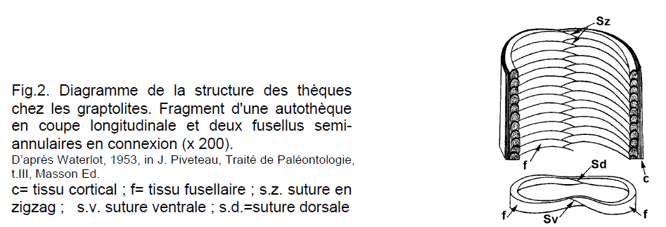 Figure 2: Diagramme de la structure des thèques chez graptolites