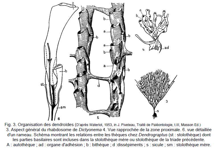 Figure 3: organisation des dendroides