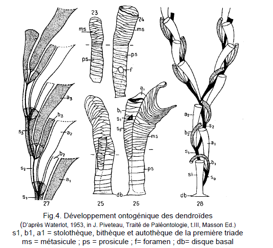 Figure 4: Développement ontogénique des dendroides