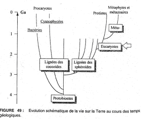 Évolution schématique de la vie sur la Terre au cours des temps