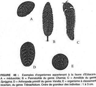 Ediacara