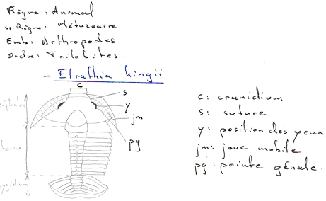 Trilobites