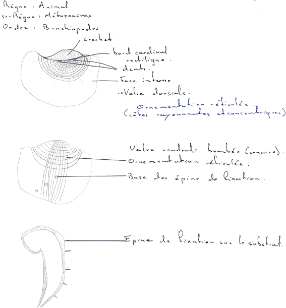 Brachiopodes
