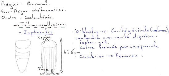 Tétracoralliaires