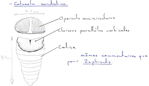 Tétracoralliaires