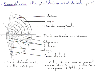 Nummulitidae