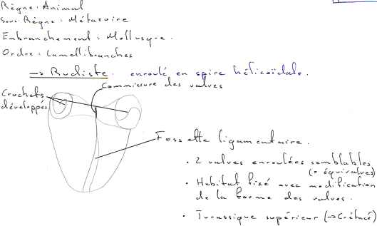Lamellibranches rudistes