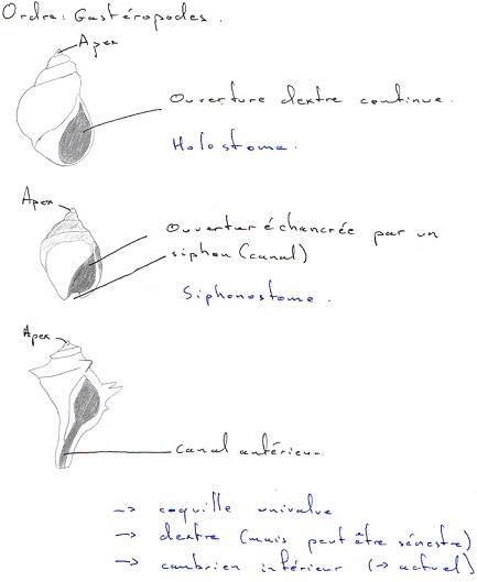 Gastéropodes