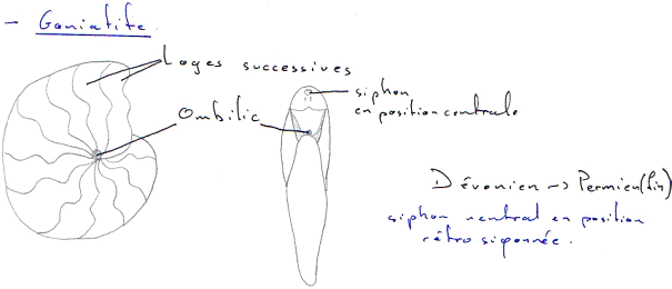 Goniatite