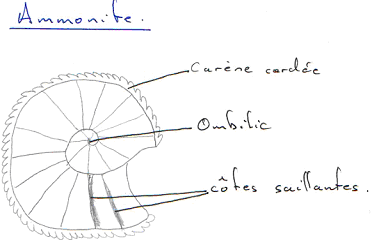 Ammonite