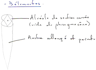 Bélemnites