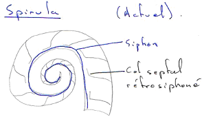 Spirulidés