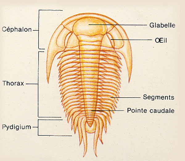 Dessin anatomie d'un Trilobite. © G. Pozzi