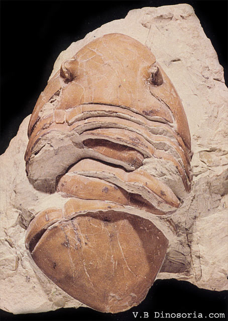 Homotelus bromidensis, un Trilibite de l'Ordovicien. © dinosoria.com