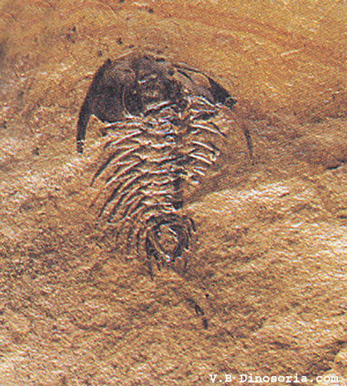 Zacanthoïdes typicalis, un Trilobite du Cambrien. © dinosoria.com