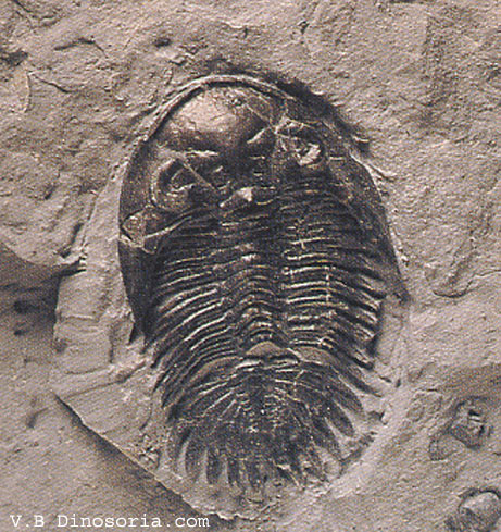 Greenops collitelus, un Trilobite du Dévonien. © dinosoria.com