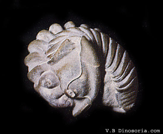 Trilobite roulé en boule. © dinosoria.com