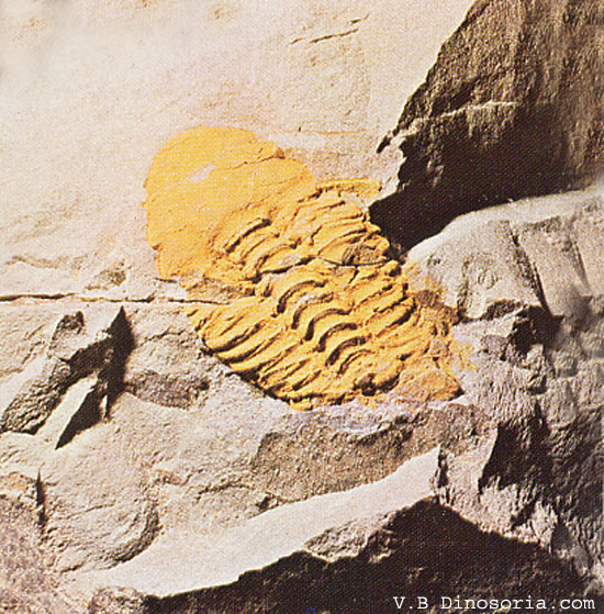 Trilobite du Cambrien. Genre Conocoryphe. © dinosoria.com