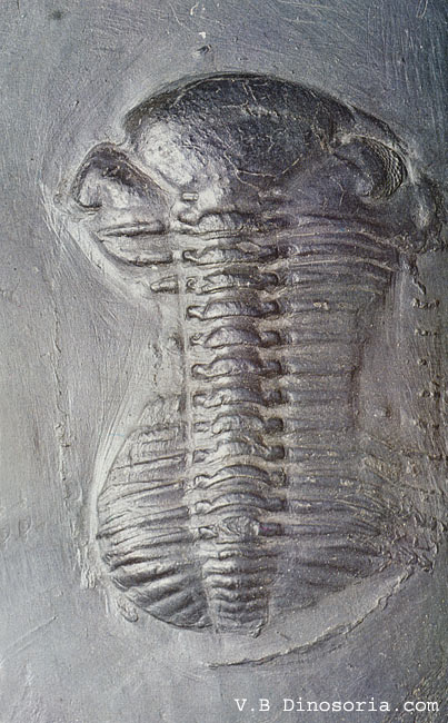 Trilobite du genre Phacops du Dévonien. © dinosoria