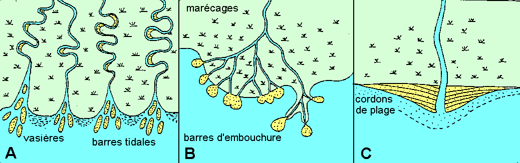 Figure 3: les 3 types de deltas (A) dominance de marée; (B) dominance fluviatile; (C) dominance de vagues