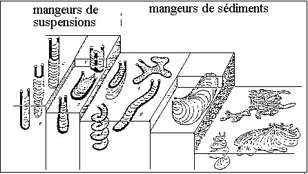 Figure 2: Répartition des traces d'activité en milieu marin selon SEILACHER. Dans la zone tidale, les organismes fouisseurs creusent des terriers en U (comme celui de l'annelide actuel du genre Arenicola) et se nourissent de suspension. Sur la plate-forme, on trouve les terriers également en U mais d'animaux se nourissant de la matière organique du sédiment. Plus profondément, les terriers des animaux fouisseurs sont plus complexes