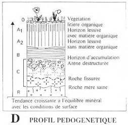 Profil pedogénétique