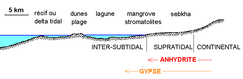 Figure 5: Profil transversal dans le littoral d'Abou Dhabi