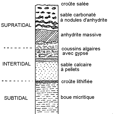 Figure 7: séquence évaporitique dans le sebkha d'Abou Dhabi; l'épaisseur totale des terrains traversés est de 2m environ
