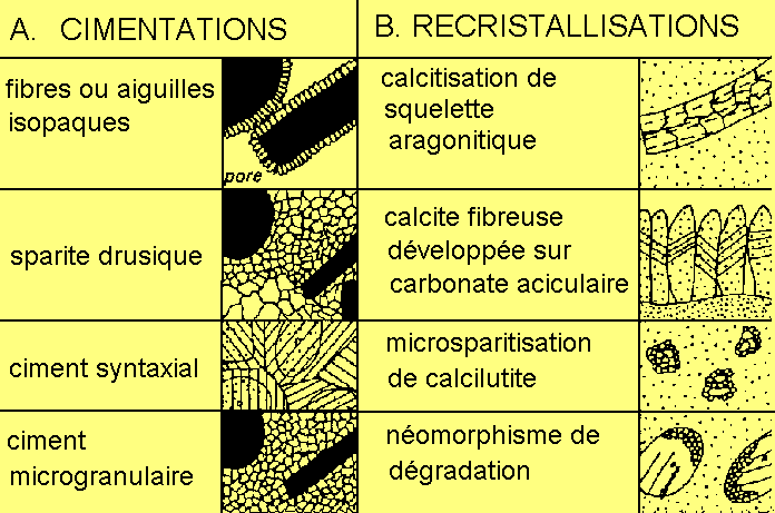 Figure 4: Aspects de la diagénèse carbonatée en lame mince