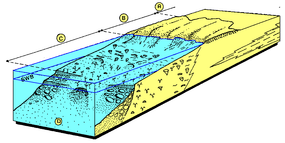 Figure 9: Reconstitution d'un milieu récifal au Carbonifère. (A) plate-forme interne; (B) récif mort; (C) récif vivant; (D) pente récifale ; (SWB) limite inférieure d'action des vagues